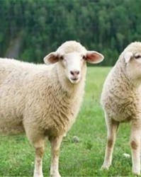 海洋的羊还怎么组词