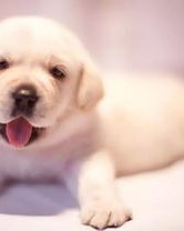 小度小狗怎么组词