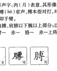 膊组词和拼音(膊组词拼音部首)