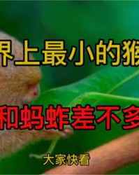 蚂蚱的蚂怎么组词