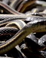 蛇出洞蝶后面怎么组词