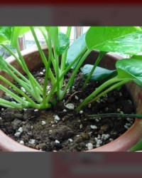 种花的土怎么组词