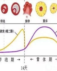 胸胀胸怎么组词