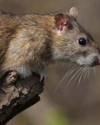 鼠和树怎么组词