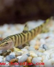 鳅的组词(泥鳅的鳅怎么组词)