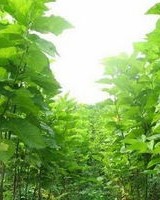 桑树桑怎么组词