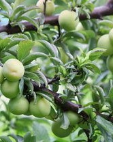 李子的李能怎么组词