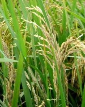 水稻穗的穗怎么组词