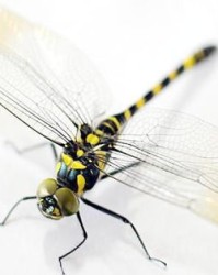 啊蜻蜓的蜻怎么组词