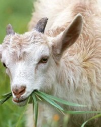 羊长而去的羊怎么组词