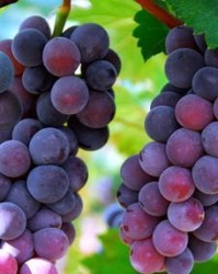 葡萄的汤可以怎么组词