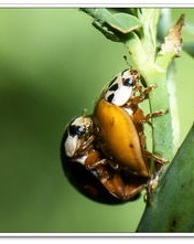 昆虫的昆组词怎么组词