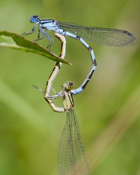 翅膀的翅怎么组词(翅膀的翅怎么组词鸡翅)