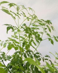 树枝的枝怎么组词(树枝的枝怎么组词四字词语)