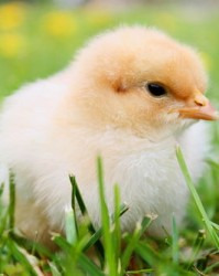 鸡小鸡的鸡组词