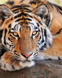 属虎的虎怎么组词呀