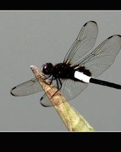 蜻蜓的蜻怎么组组词