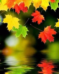 落叶像怎么组词