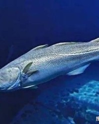 鳕鱼的鱼怎么组词