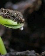 茁壮的的茁怎么组词