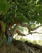 卵石的峦怎么组词