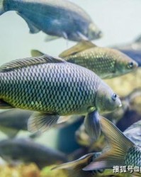 罗非鱼怎么组词