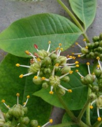 制造的制组词(制造组词怎么写)