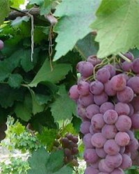 葡萄的图可以怎么组词