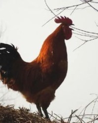 公鸡人的公鸡怎么组词