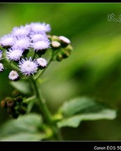 植物要怎么组词呀
