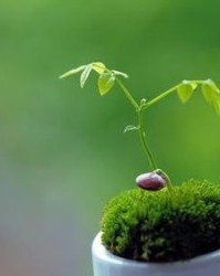 芽组词怎么组词