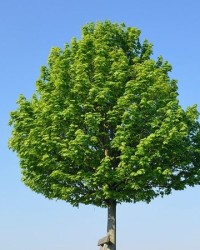 颗颗的棵怎么组词