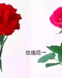 康乃馨的奶可以怎么组词