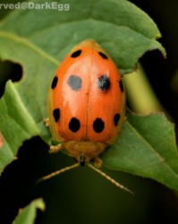 瓢虫的瓢怎么组词(瓢虫字组词)