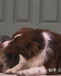 猫狗怎么组词啊