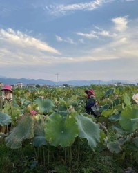 采莲采怎么组词