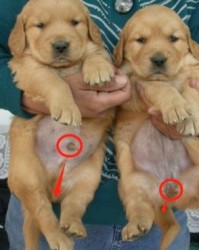 狗狗刚怎么组词