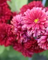 赏菊花怎么组词