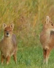 和有几个读音怎么组词(和有几个读音并组词)