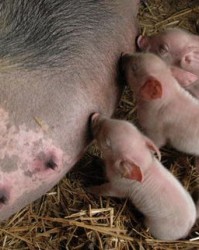 用母猪怎么组词