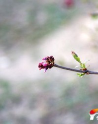 芬芳这两个怎么组词