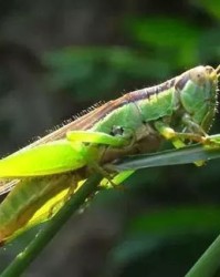 蚂蚱的虫怎么组词呀