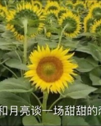 葵花的葵怎么组词造句