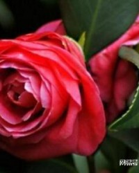 山茶花可以怎么组词