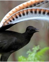 口加鸟哪个名怎么组词