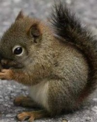 松鼠的声音怎么组词呀