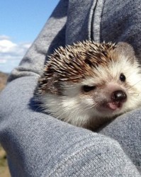 犹的拼音组词(犹的拼音组词和部首)