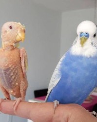 鹦鹉的喙怎么读组词