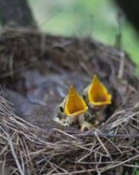 鸟窝的窝窝怎么组词