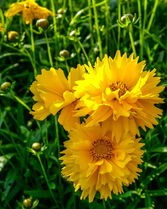 植物园转转怎么组词